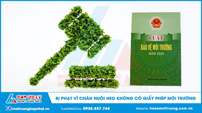 Bị xử phạt vì chăn nuôi heo không có giấy phép môi trường